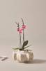 Phalaenopsis Asian Coral kaksivanainen viherkasvi, korkeus 70 cm Vihreä